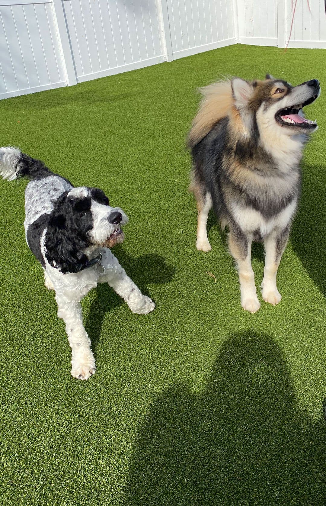 Two dogs in Playful Pack's patio in Rockville, MD