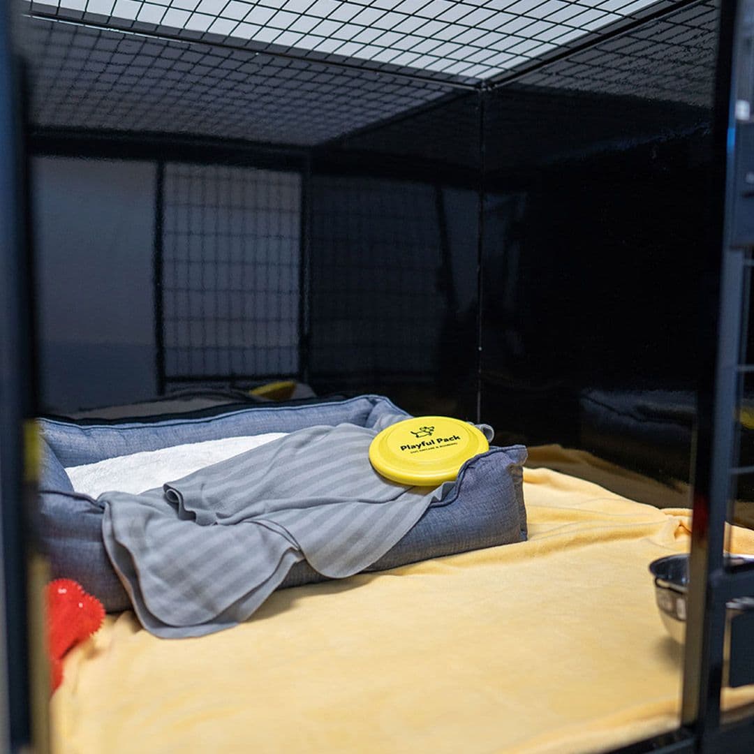 dog boarding suite in Playful Pack