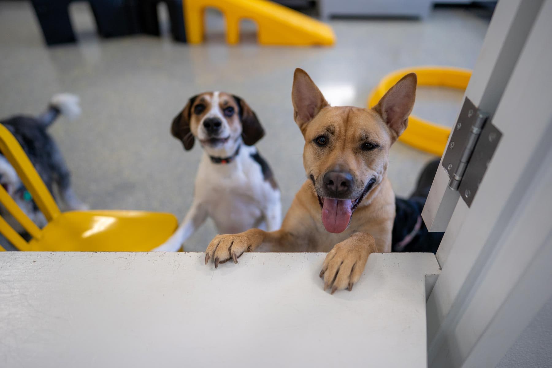 two dogs looking over a countertop inside Playful Pack's location