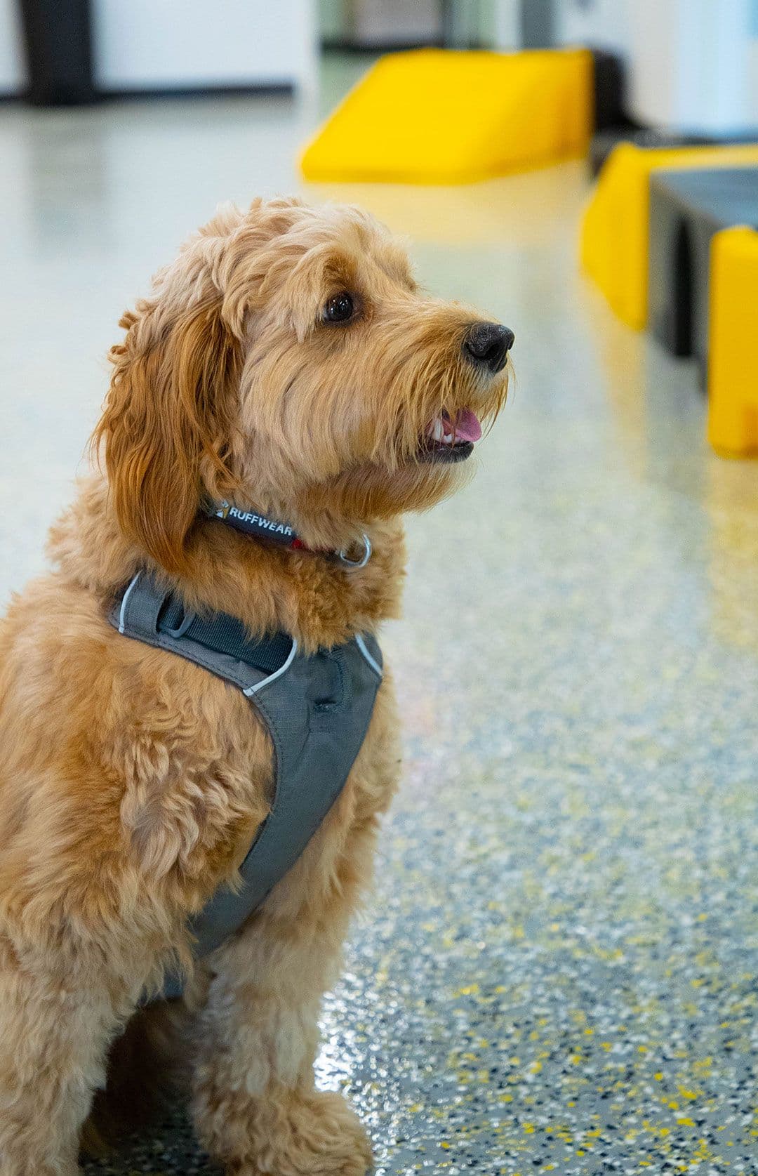 Dog wearing a harness inside Playful Pack's daycare room